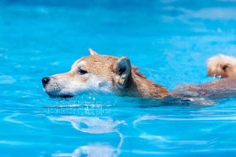 Shiba Inu dog swimming in a pool