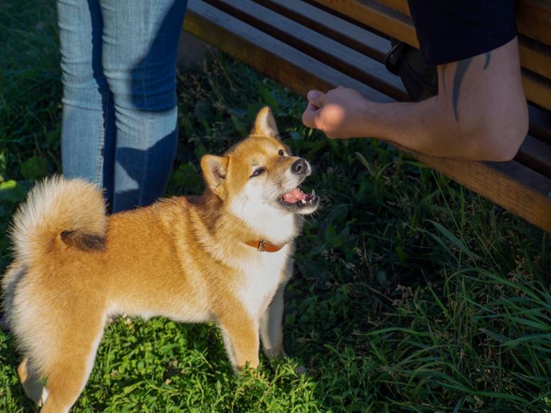 Shiba Inu plays on the dog playground in the park