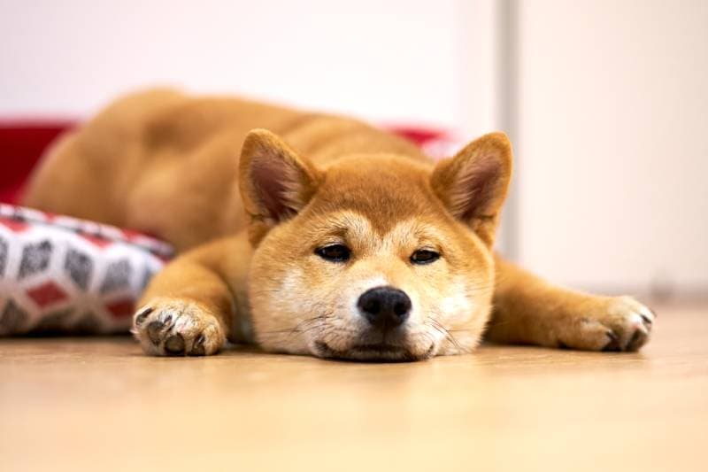 Shiba Inu puppy bored at home