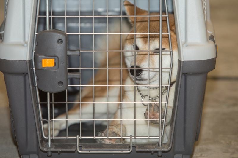 Shiba Inu resting in its crate