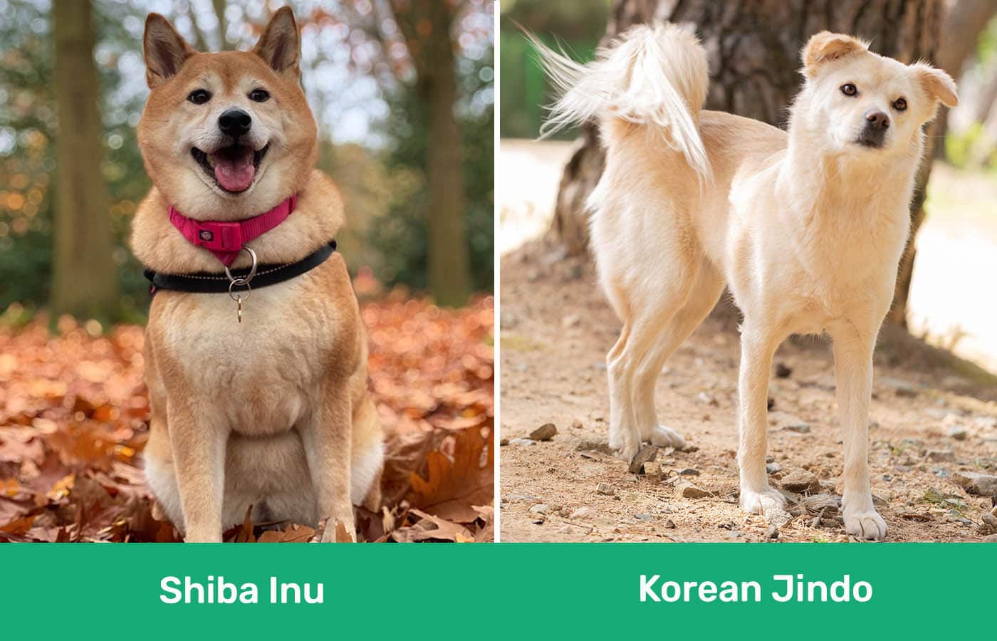 Shiba Inu vs Korean Jindo side by side
