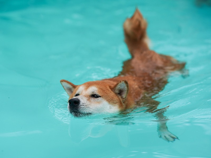 Shiba inu dog swimming in a pool