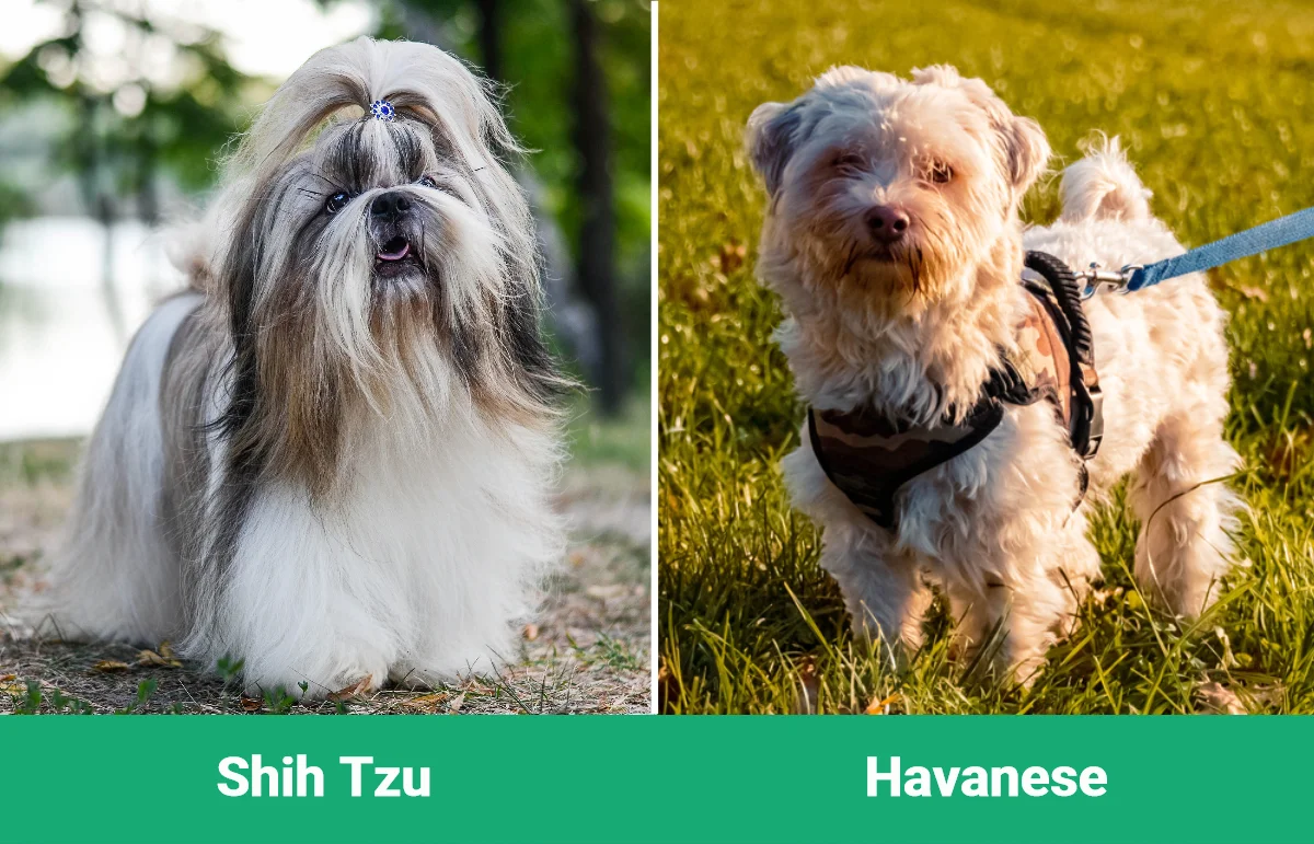 Shih Tzu vs Havanese - Visual Differences
