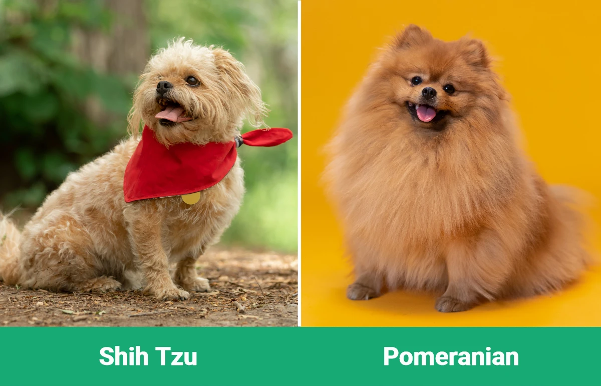 Shih Tzu vs Pomeranian - Visual Differences