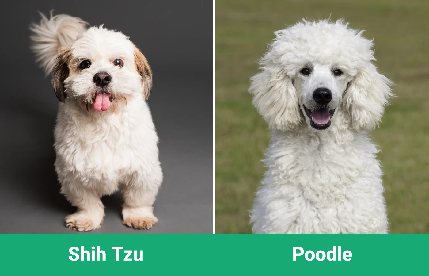 Shih Tzu vs Poodle - Visual Differences