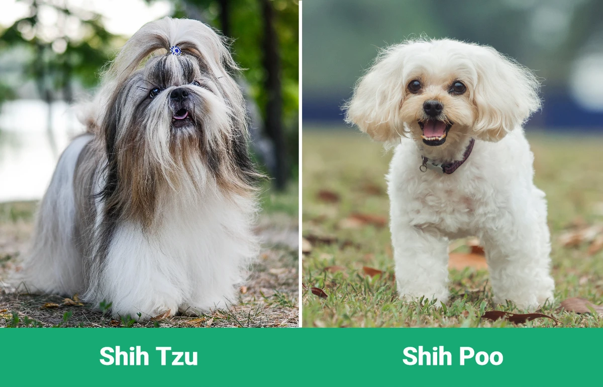 Shih Tzu vs Shih Poo - Visual Differences