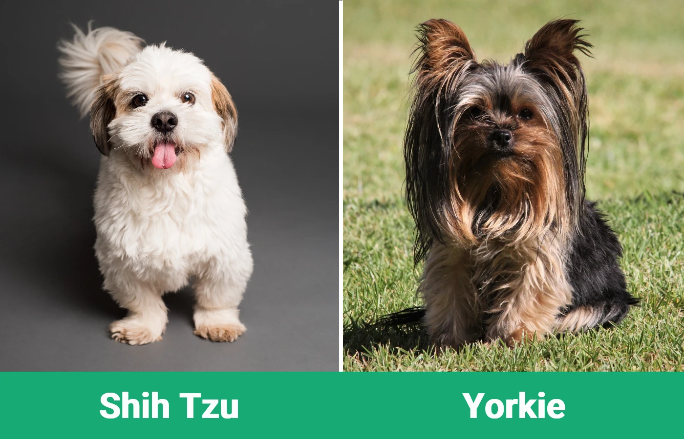 Shih Tzu vs Yorkie or Yorkshire Terrier - Visual Differences