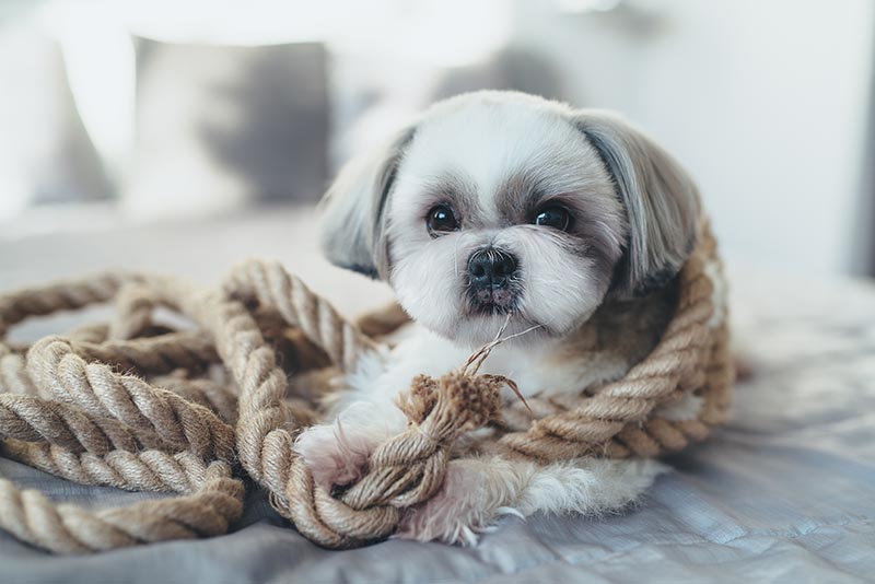 Shih tzu dog lying on bed and playing with big rope