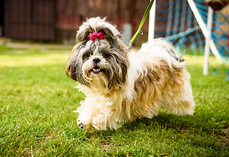 Shih tzu dog with red bow on head running on leash on green grass