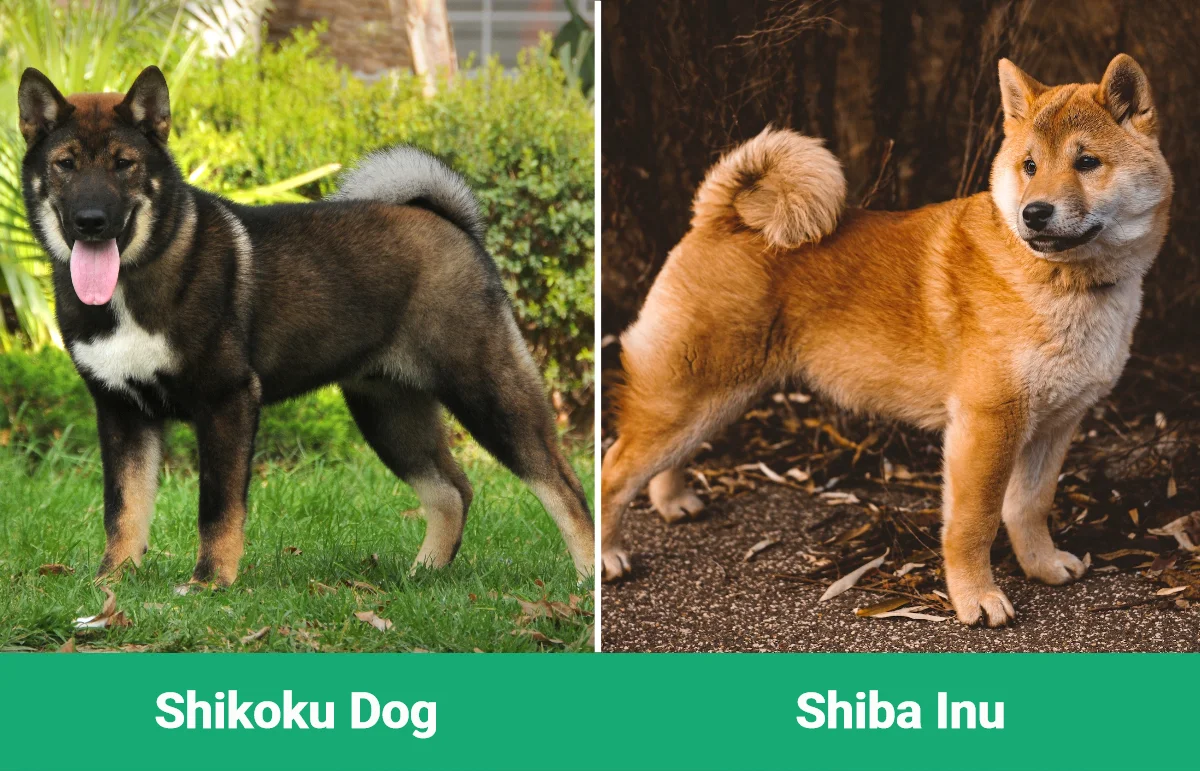 Shikoku Dog vs Shiba Inu - Visual Differences