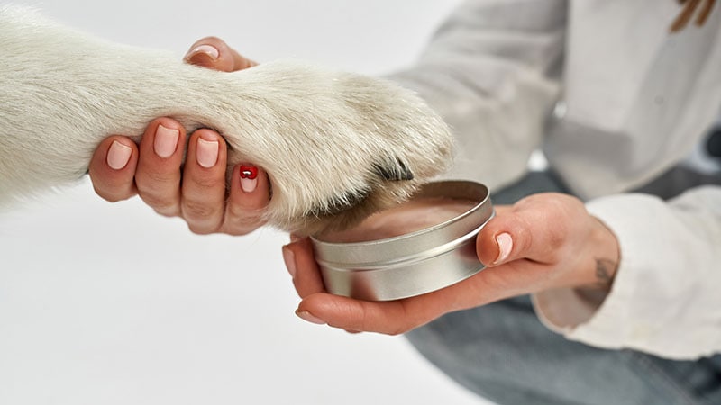Siberian Husky dog in wax pet paw