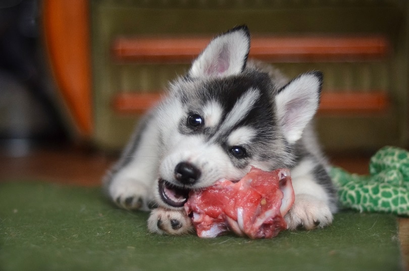 Siberian husky dog puppy eating meat