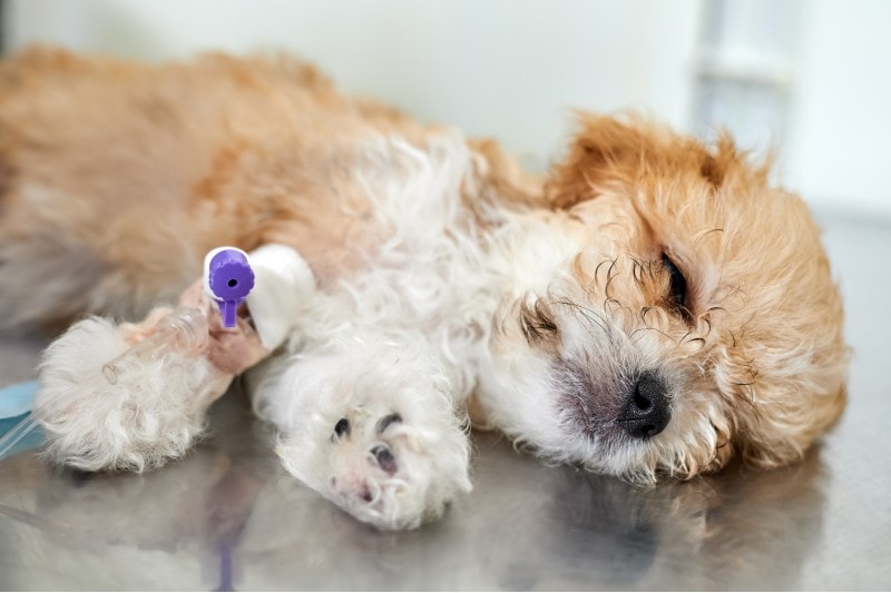 Sick maltipoo puppy lies on a table in a veterinary clinic