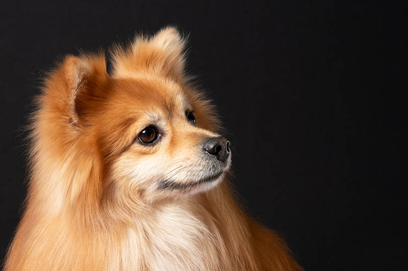 Side profile headshot of a fox faced red sable pomeranian dog