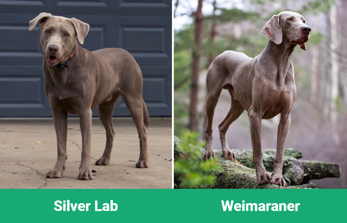 Silver Lab vs Weimaraner - Visual Differences