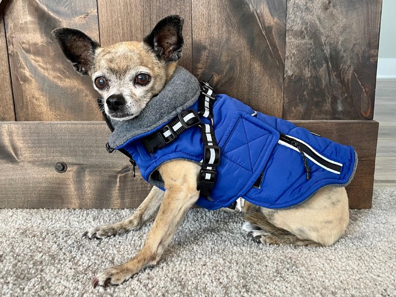 Silver Paw Products - papyrus wearing the jacket with harness