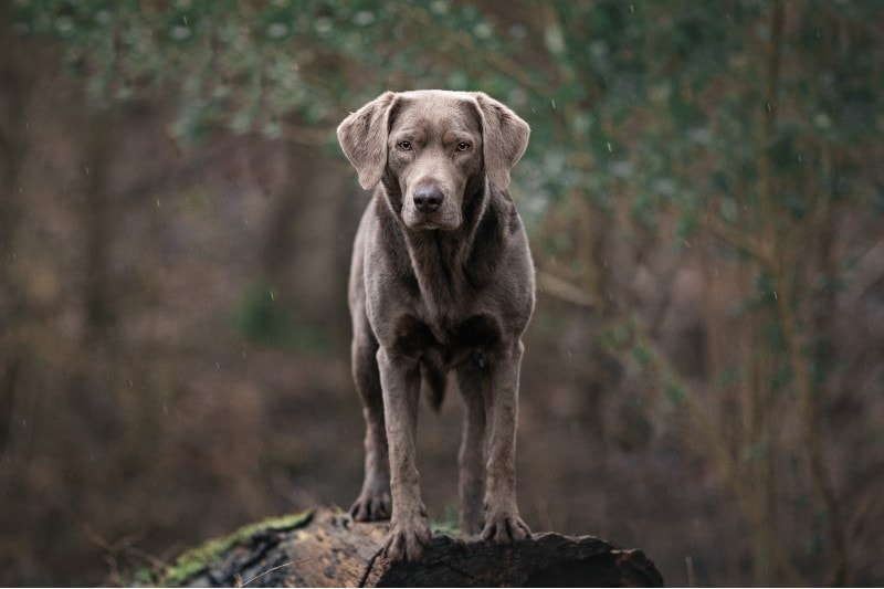 Silver labrador retriever is standing on a log