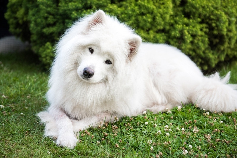 Silver-tipped samoyed