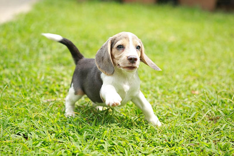 Silver tri color puppy beagle
