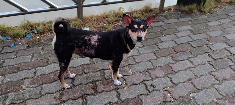 Skin diseases of a black street dog