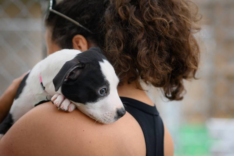 Small black and white puppy being held while waiting to be adopted