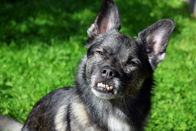 Small mixed breed dog with an underbite. Canine malocclusion
