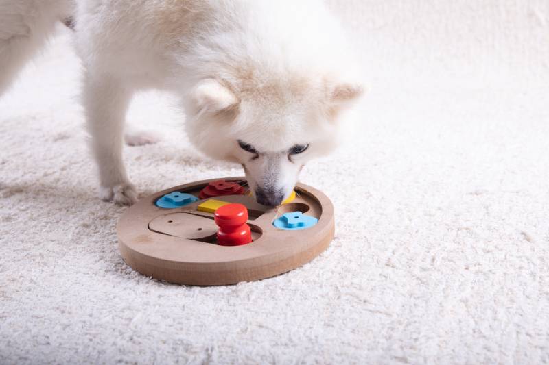 Smart dog is looking for delicious dried treats in intellectual game