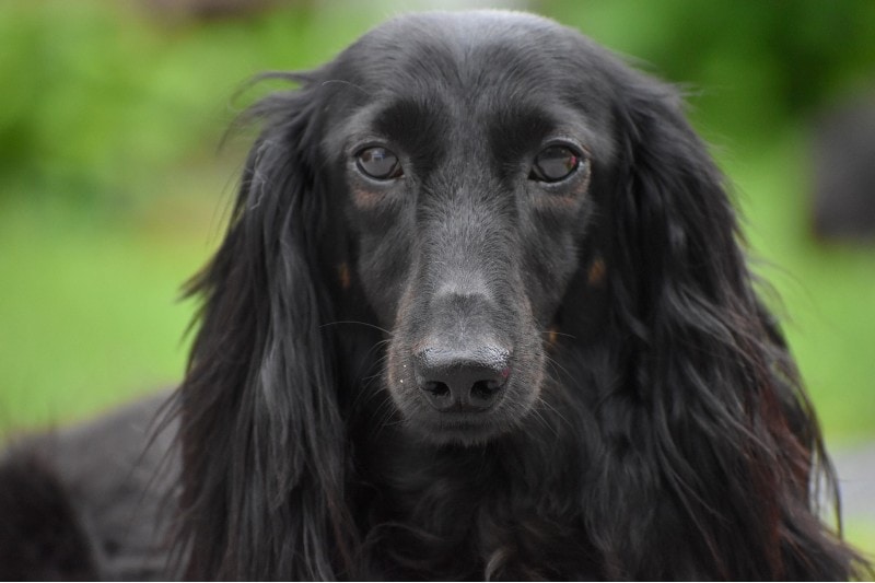 Solid Black Long Haired Dachshund
