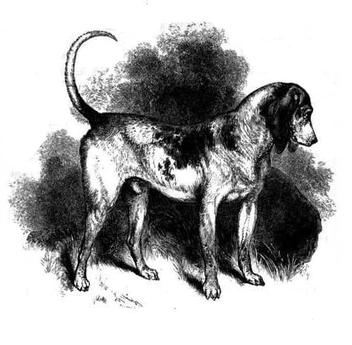 Southern Hound dog illustration