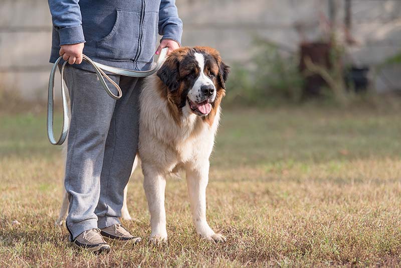St. Bernard dog with owner in the park