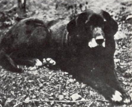 St Johns dog old photograph