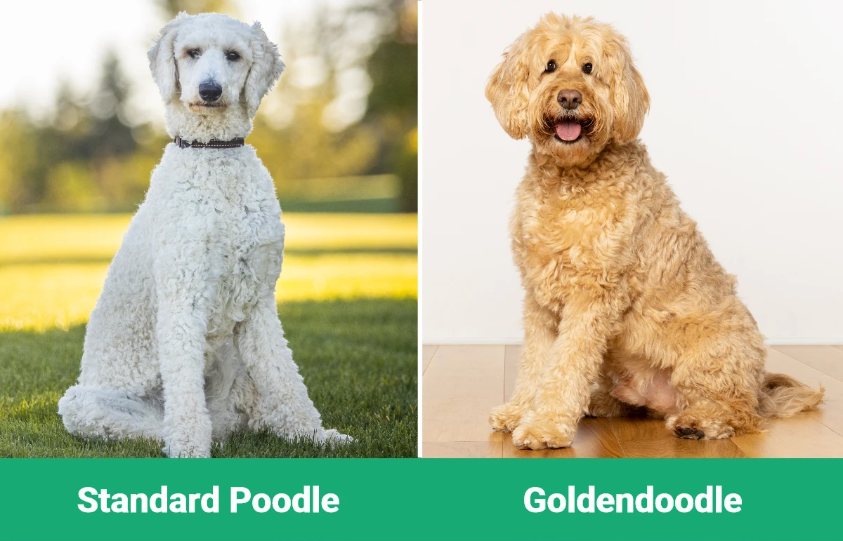 Standard Poodle vs Goldendoodle - Visual Differences