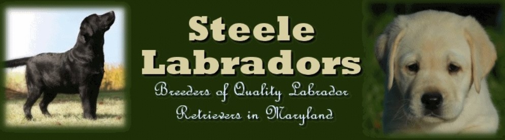 Steele Labradors