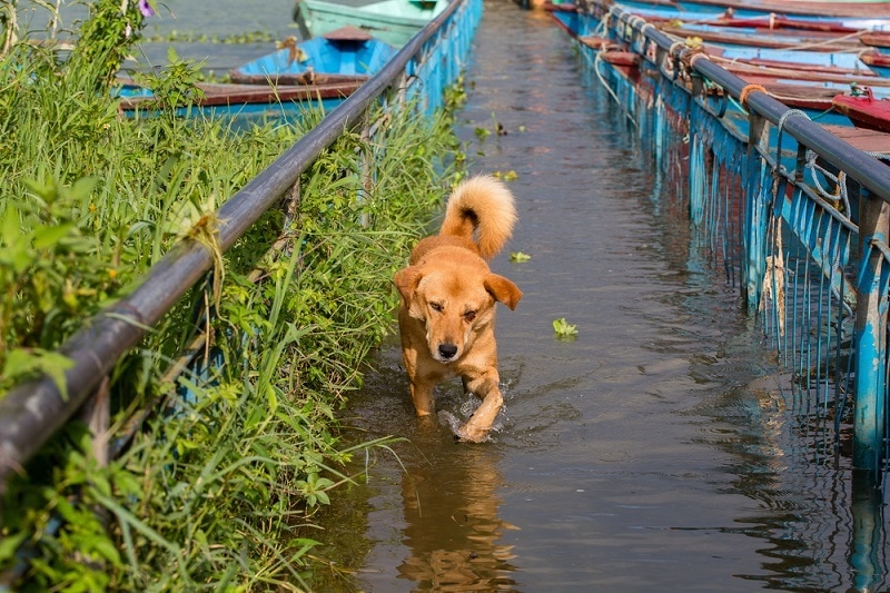Stray dog running in the water on the flooded sidewalk