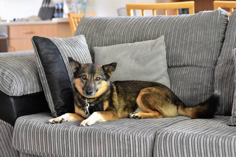 Swedish Vallhund dog on the sofa