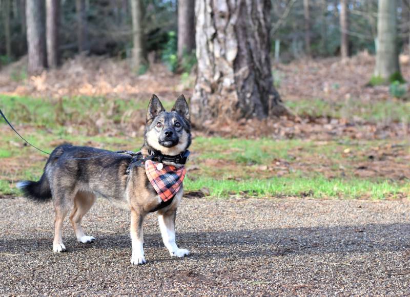 Swedish Vallhund dog walking in the Forest