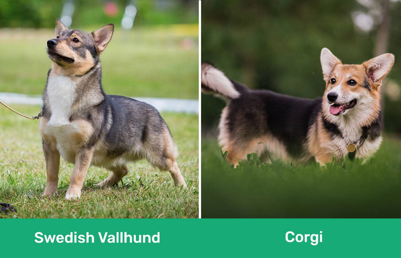 Swedish Vallhund vs Corgi side by side