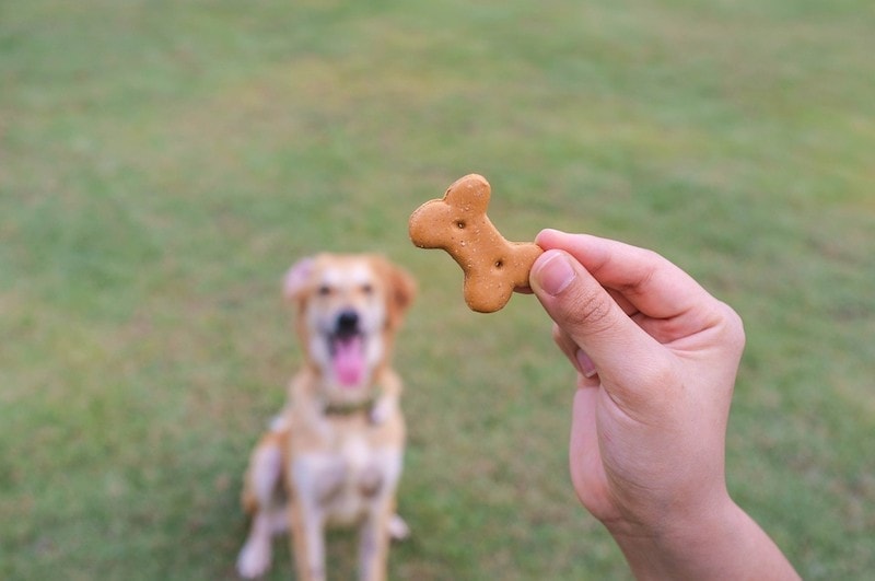 Dog Treats How Many Is Too Many Vet Reviewed Facts Care Tips Dogster