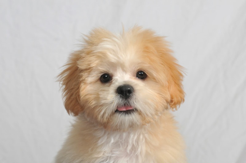 Teacup Havanese puppy portrait