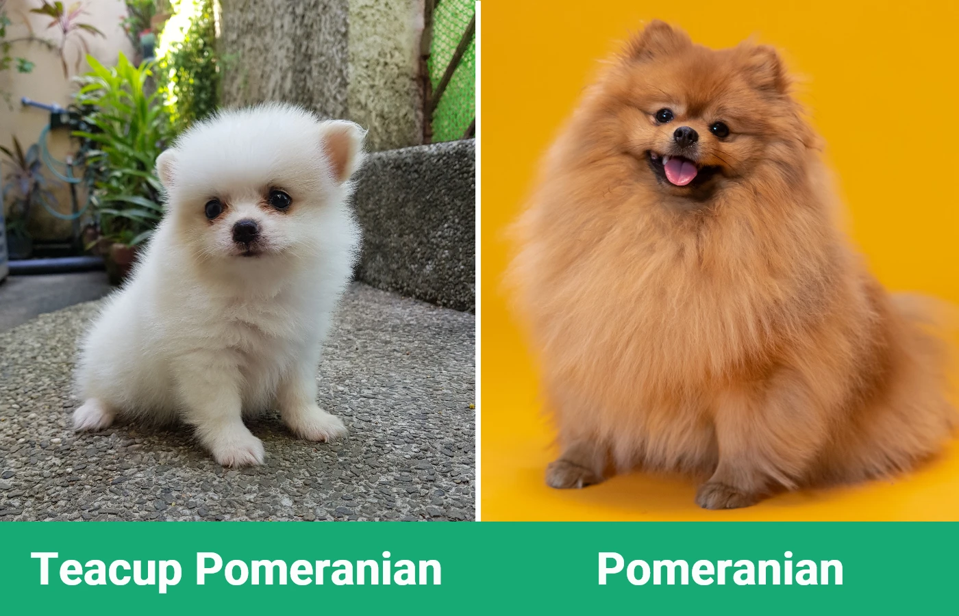 Teacup Pomeranian vs Pomeranian - Visual Differences