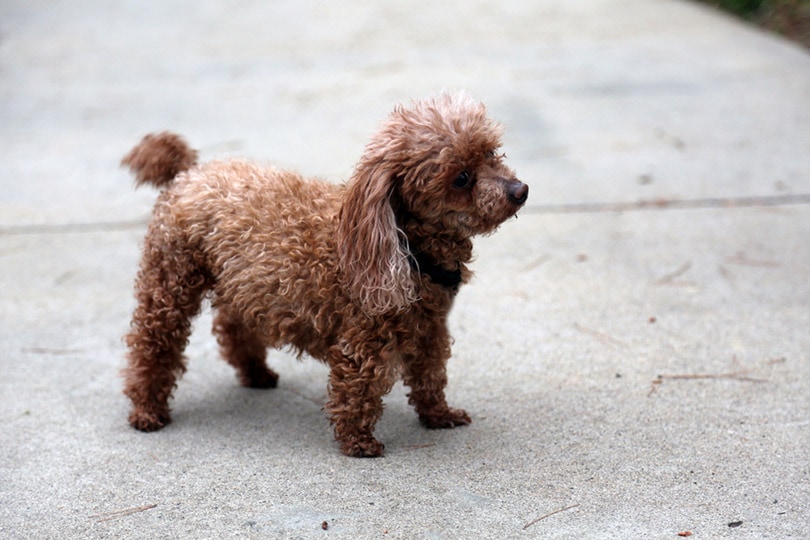 Teacup Poodle stands on a sidewalk outside