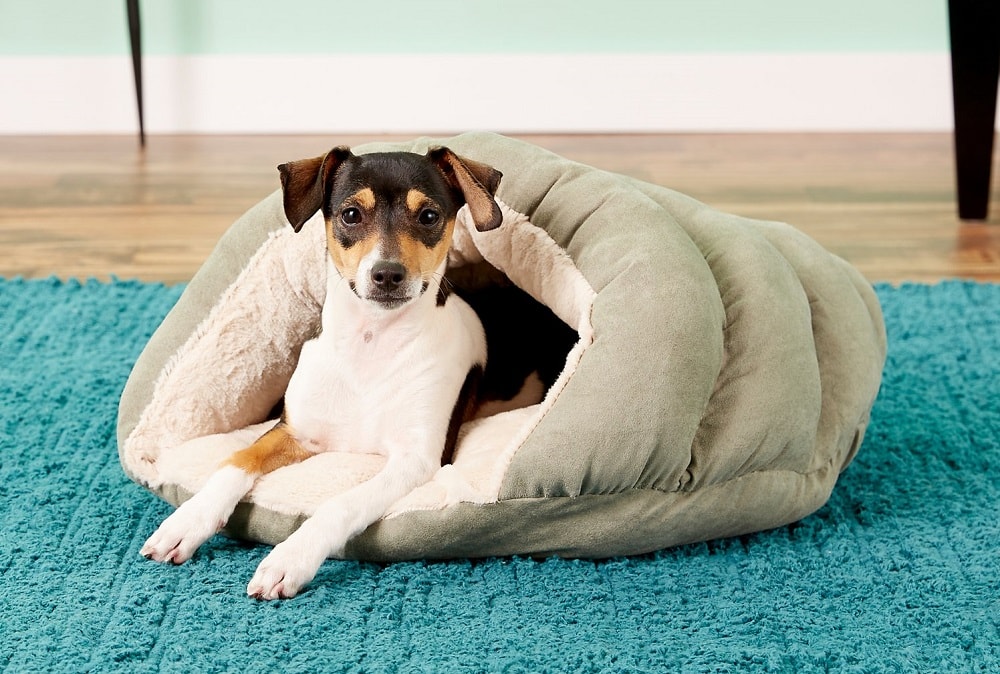 Terrier in Dog Bed Cave