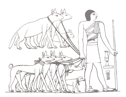 Tesem ancient Egyptian dog breed sighthound ancestor