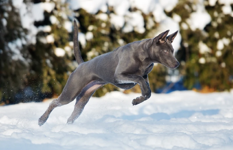 Thai ridgeback dog running outdoors in the snow