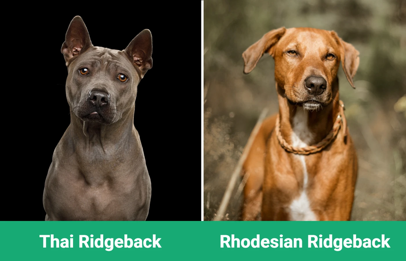 Thai Ridgeback vs Rhodesian Ridgeback - Visual Differences