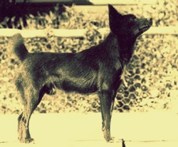 Tahltan bear dog extinct in old photo
