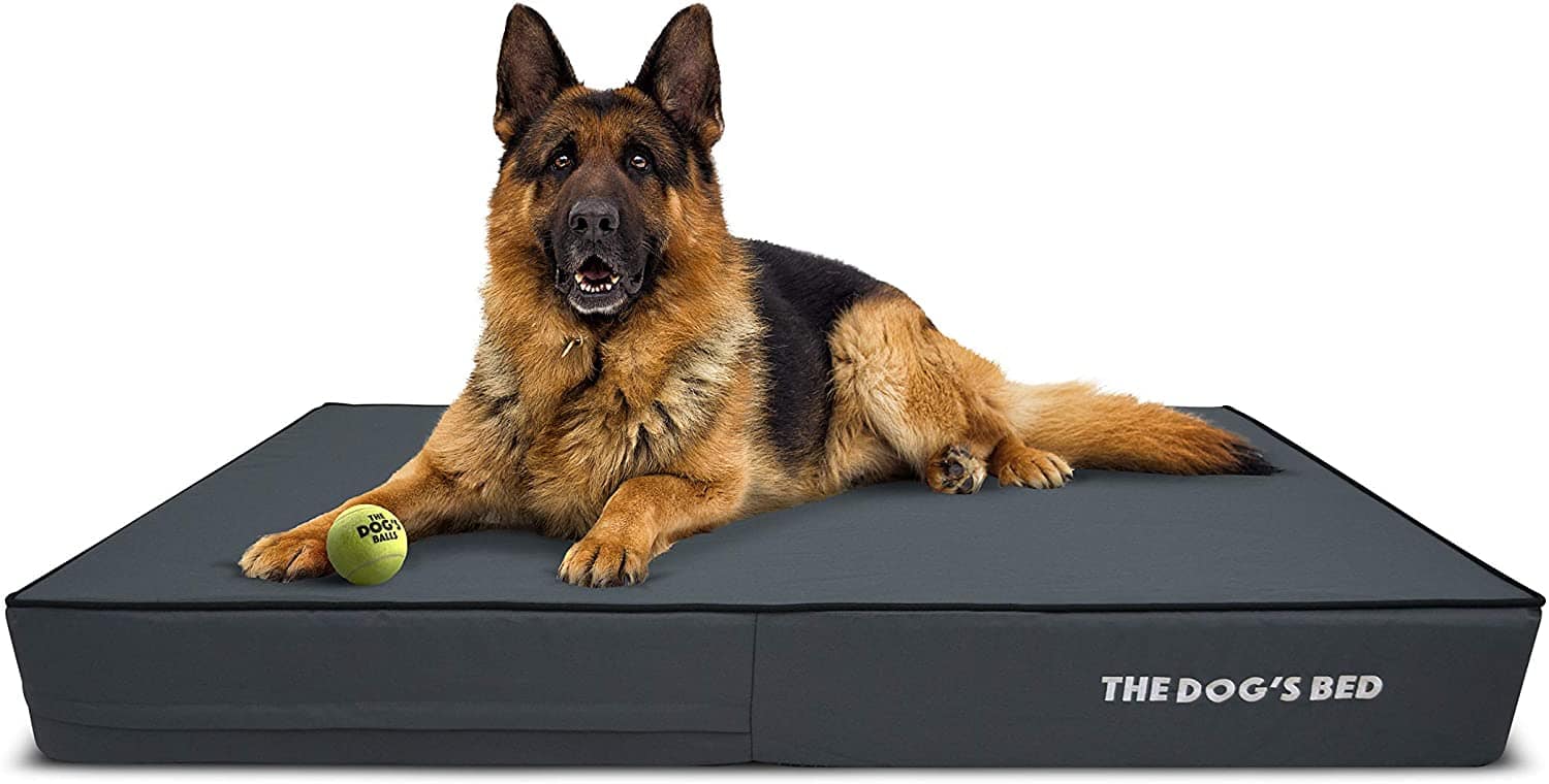 The Dog’s Balls Orthopedic Dog Bed