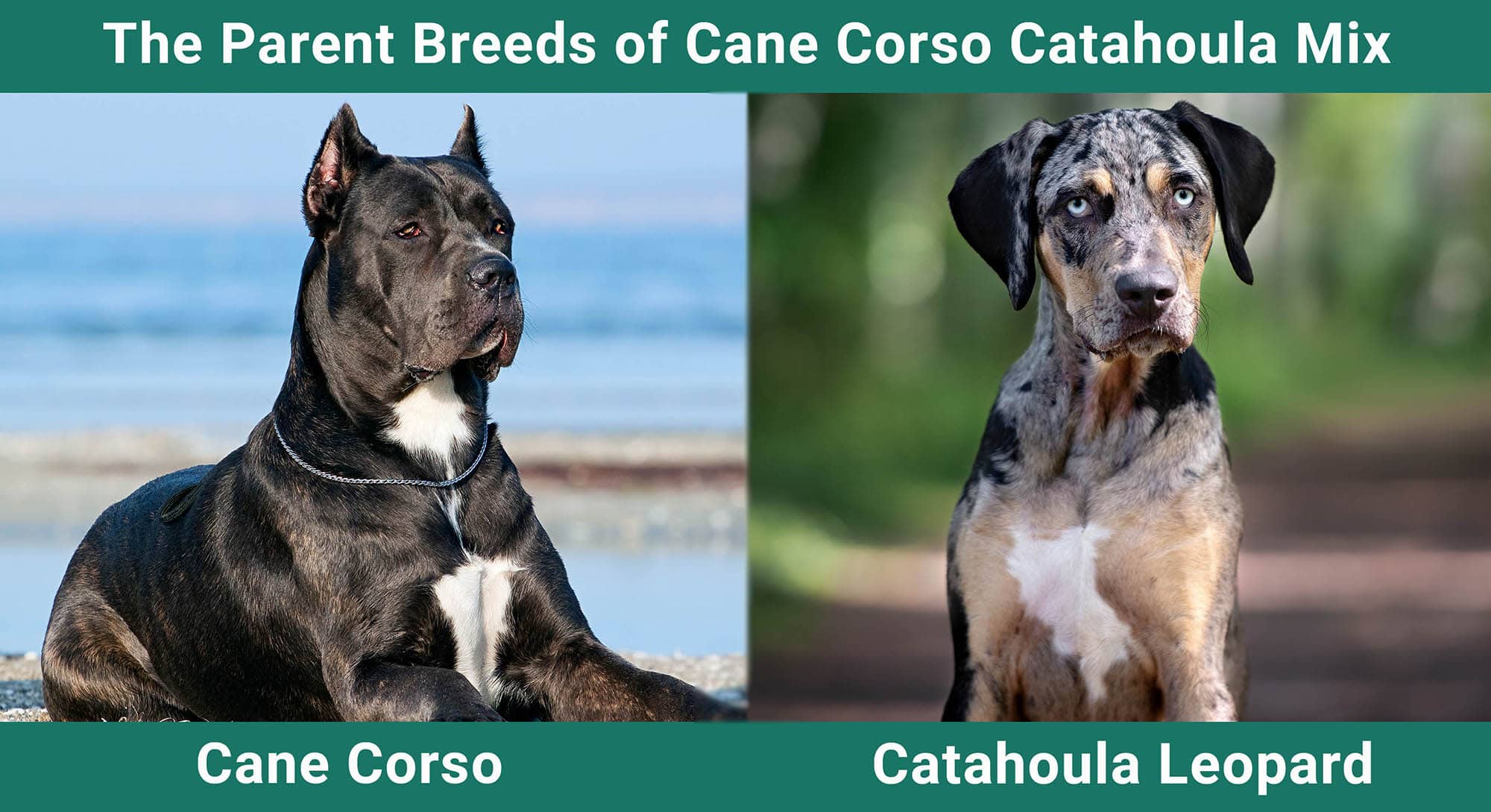 The Parent Breeds of Cane Corso Catahoula Mix