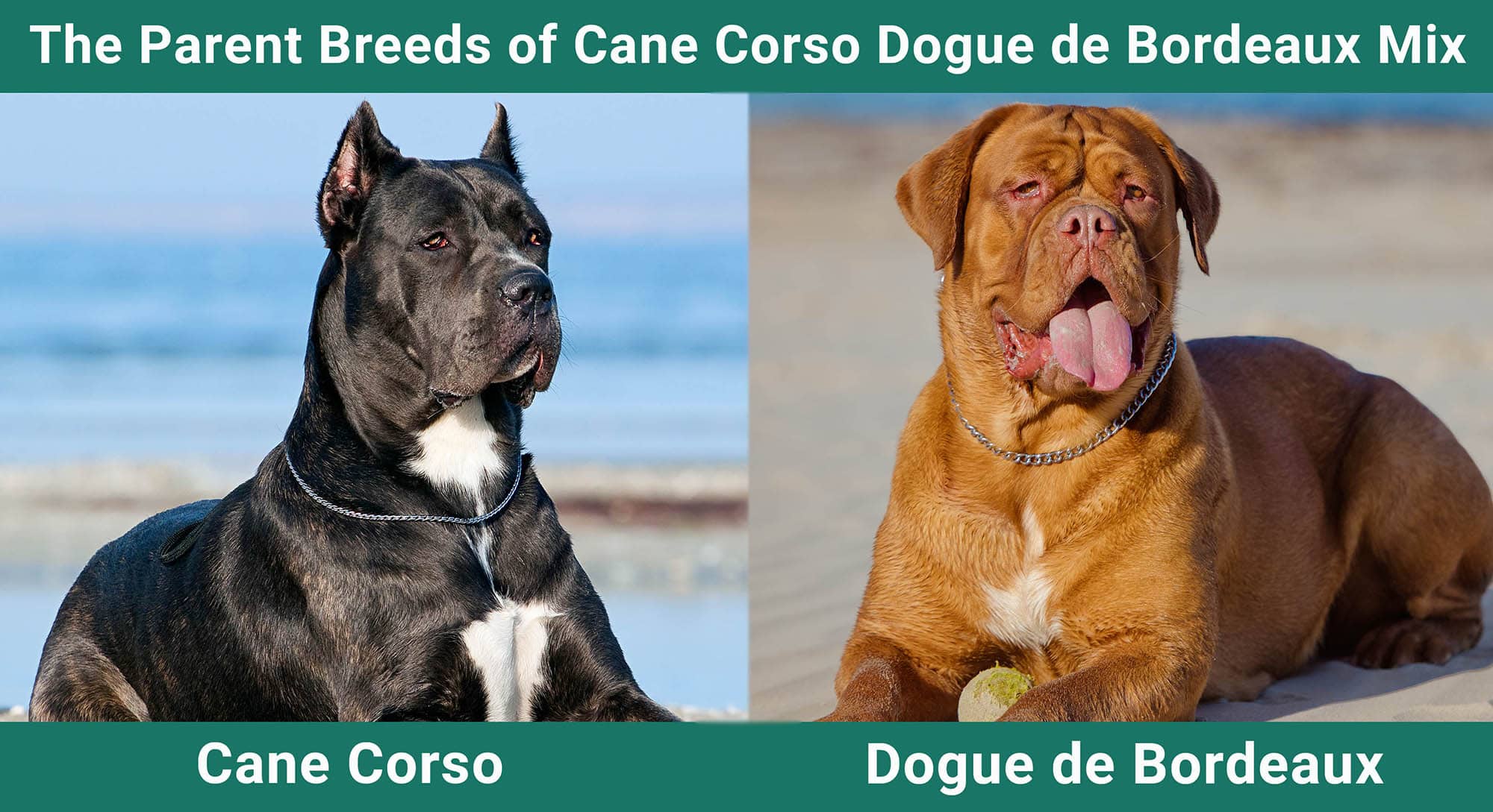 The Parent Breeds of Cane Corso Dogue de Bordeaux Mix