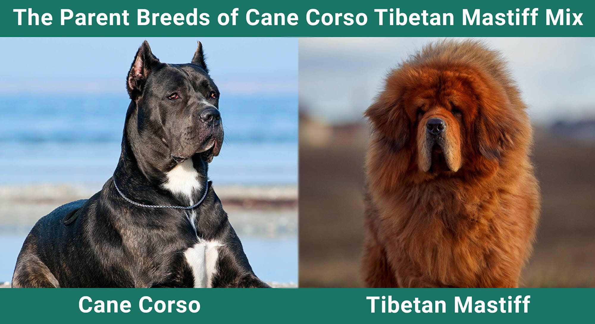 The Parent Breeds of Cane Corso Tibetan Mastiff Mix